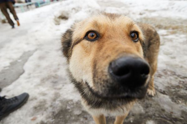 В свердловском питомнике от холода и голода погибли более 40 собак