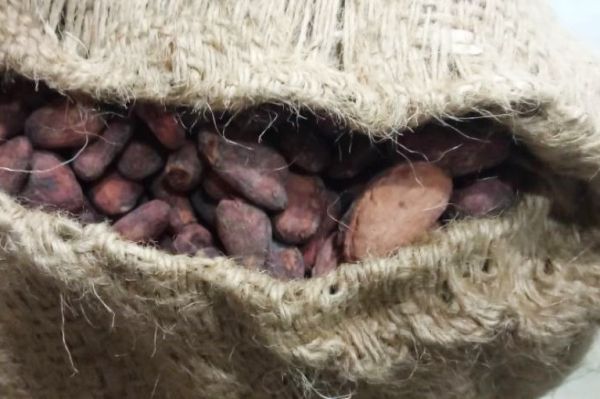 На Средний Урал доставили 14,5 тонны какао-бобов