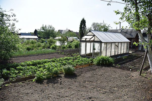 В Уральской школе садоводства научат выращивать огурцы и проектировать грядки