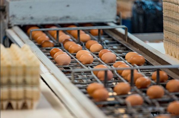 Уральские аграрии увеличили производство яиц и мяса
