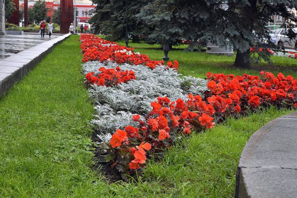 В Нижнем Тагиле общественники высадили более 10 тысяч цветов и деревьев