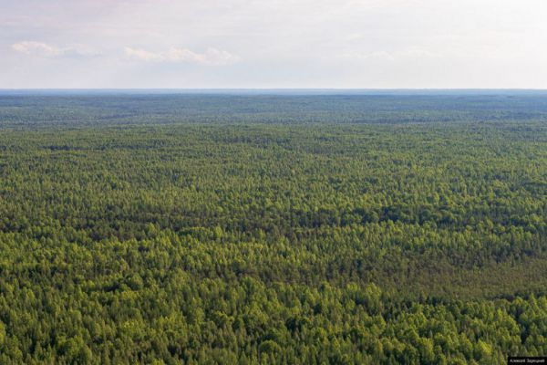 Минприроды включило Свердловскую область в число самых лесистых регионов России