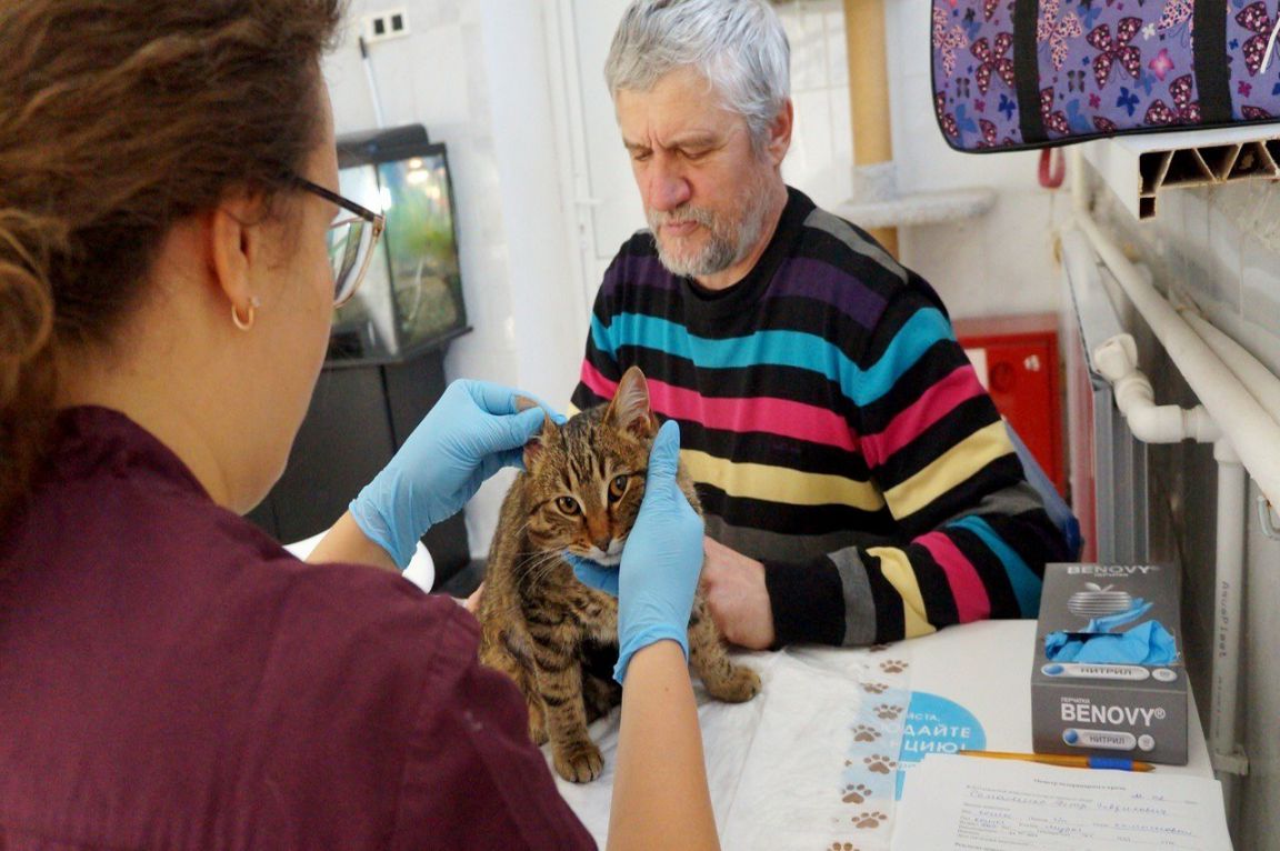 В Екатеринбурге зооволонтеры начали бесплатно стерилизовать домашних животных