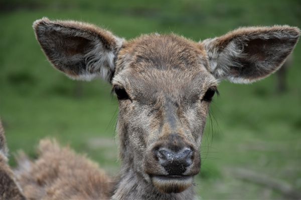 Эксперты объяснили массовую смерть косуль в Богдановиче