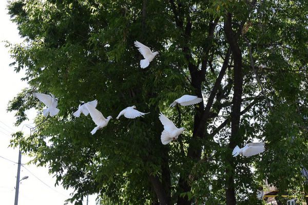 Уральцы во имя мира запустили в небо бумажных голубей