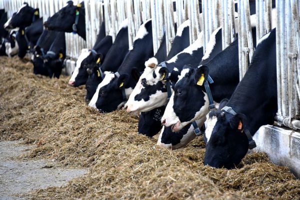 В этом году аграрии вновь получат субсидии на развитие своих хозяйств