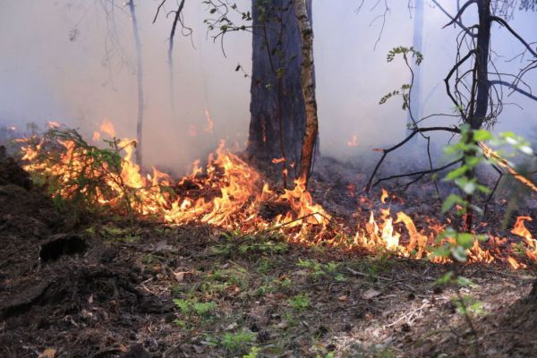 На Среднем Урале локализовали последний лесной пожар