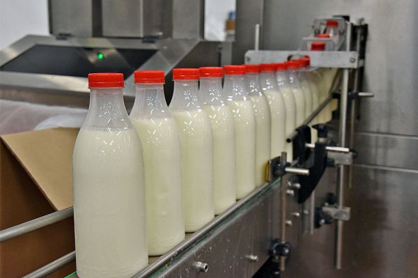 У уральского поставщика молока нашли опасную сметану