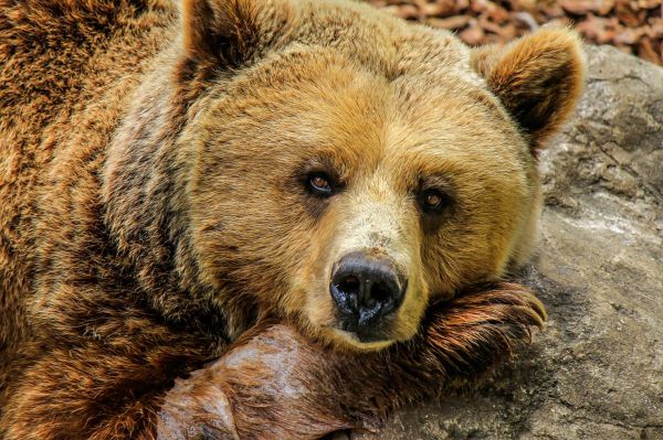 На Урале найдено кладбище древних медведей