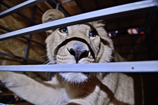 Екатеринбуржцы проводили в Крым спасенную львицу Лолу