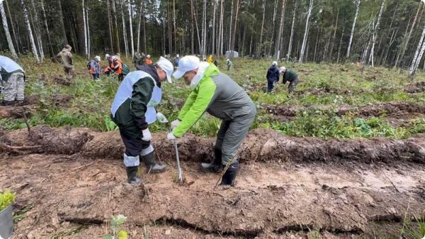 В Свердловской области высадили свыше 187 тысяч деревьев