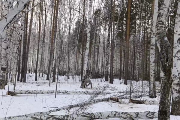 В Академическом начали вырубать Березовую рощу