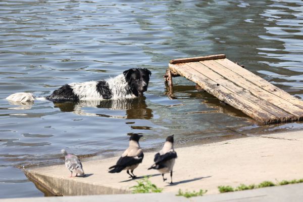 В Свердловской области объявлено штормовое предупреждение из-за жары