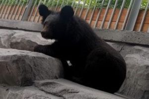 Еще одну гималайскую медведицу привезли в Екатеринбург