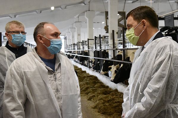 Уральские фермеры готовы за три года вдвое нарастить дойное поголовье