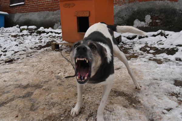 В Белоярском районе двое детей спустя год получили компенсацию за нападение бродячей собаки