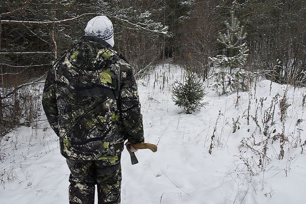 В Асбесте будут судить двух браконьеров, вырубивших деревьев на полтора миллиона рублей