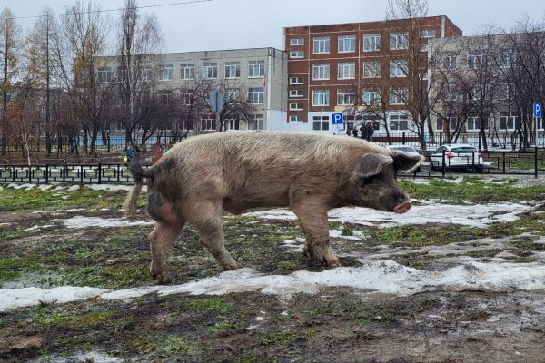 В Ревде владельцу гуляющих по  улицам свиней дали срок на исправление