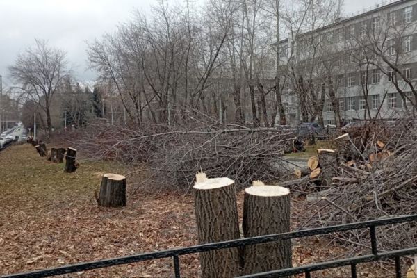 В Екатеринбурге вырубили аллею деревьев возле УрФУ