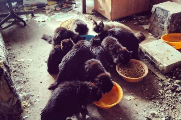 Зоозащитники Екатеринбурга пристраивают 15 кошек-сирот. Их хозяйка умерла