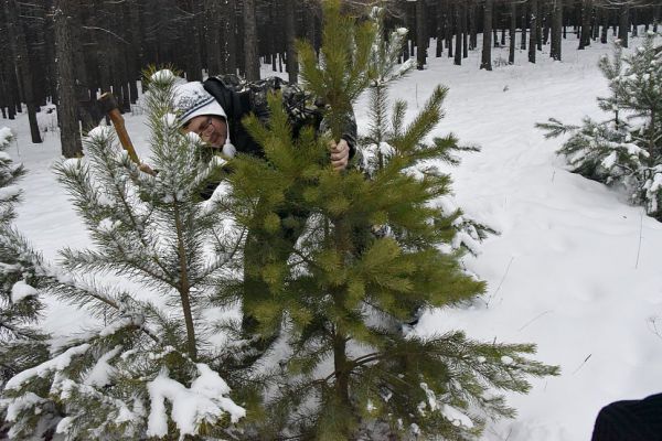 На Среднем Урале началась заготовка новогодних деревьев