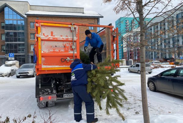 Свердловчане смогут отправить новогодние елки на утилизацию