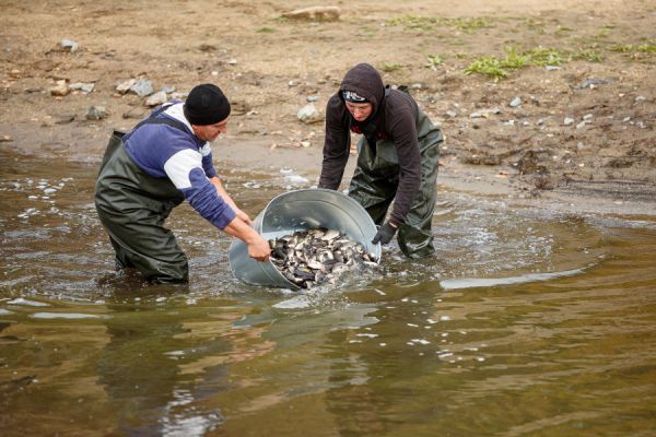 В Волчихинское водохранилище запустили более 60 тысяч сазанов