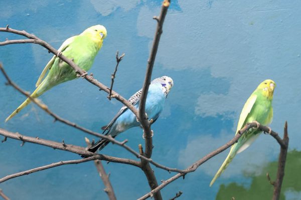 Компания волнистых попугаев поселилась Екатеринбургском зоопарке