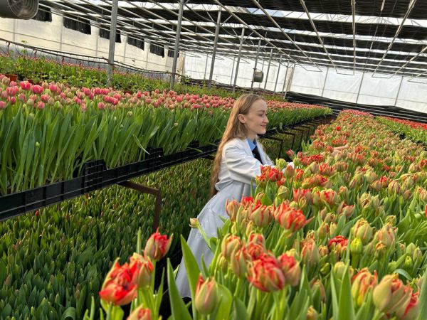 Специалисты обследовали теплицу с 2 миллионами тюльпанов в Свердловской области — расставили ловушки, а потом проверили, что в них