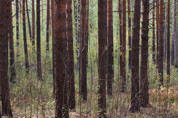 На севере Свердловской области продлили предупреждение о высокой пожароопасности