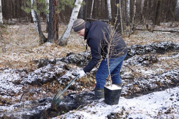 Волонтеры леса высадили в Екатеринбурге более 1200 деревьев