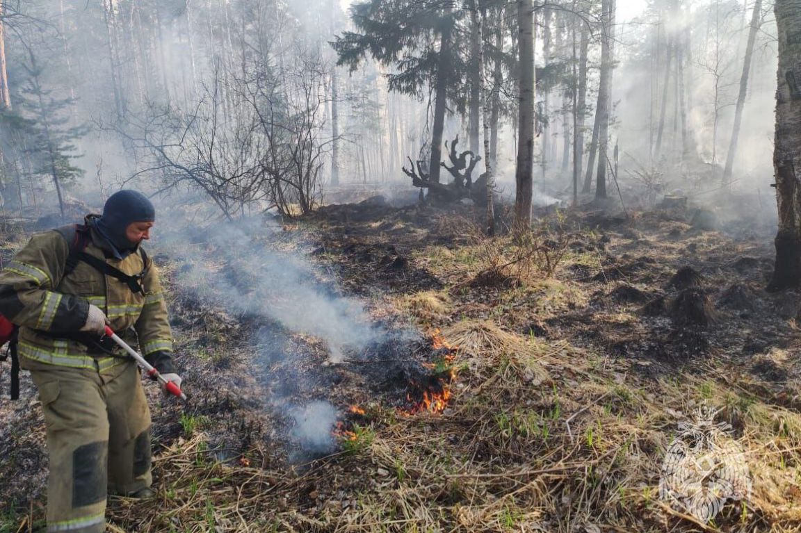 Фото сгоревшего леса