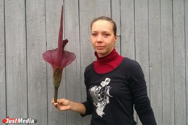 В Екатеринбурге расцвел цветок, который «благоухает» тухлым мясом