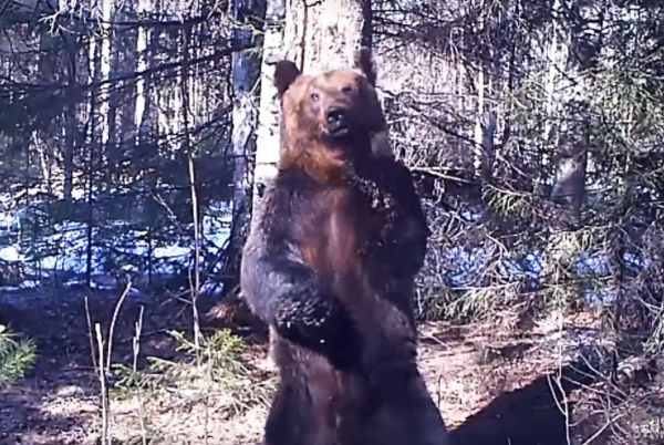 В Висимском заповеднике видеоловушки сняли танец медведя