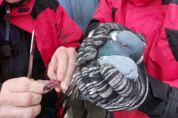 В Нижнем Тагиле зоозащитники спасли голубя, запутавшегося в ветках дерева