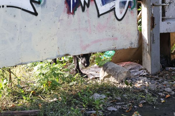 Суд в Карпинске обязал выплатить компенсацию ребенку за нападение собак