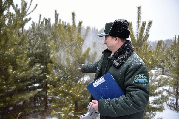 В Свердловской области составили карту мест, где можно законно срубить ель на Новый год