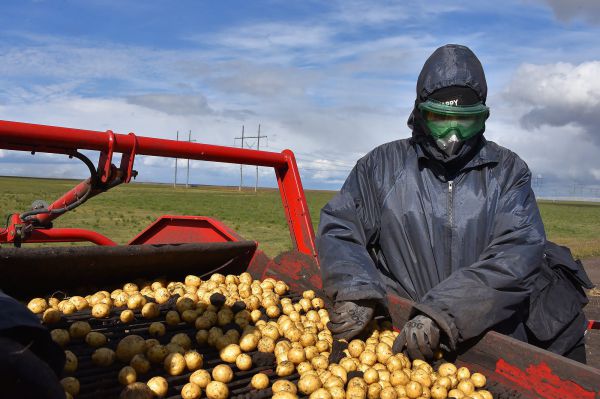 В Свердловской области урожаю картофеля грозит заражение опасным вирусом