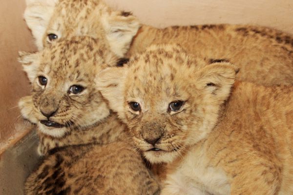 В Екатеринбургском зоопарке родилось пять львят