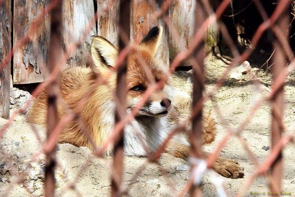 В свердловском поселке выявили случай бешенства у лисы