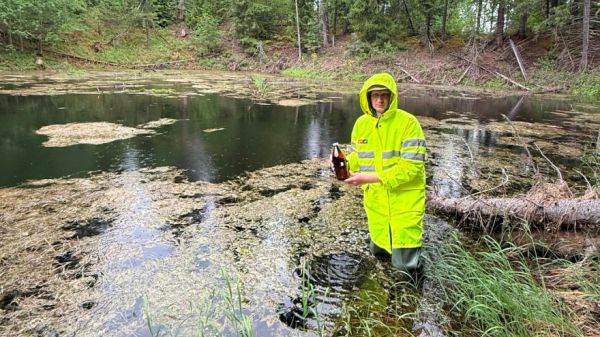 Экологи СвЖД исследуют условия обитания краснокнижного тритона в природном парке «Оленьи Ручьи»