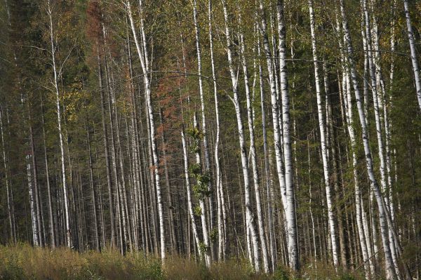 Площадь лесных пожаров на Среднем Урале за год сократилась в 327 раз