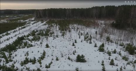 В Сысертском районе более 5 гектаров сельхозземель оказались заброшены и заросли лесом