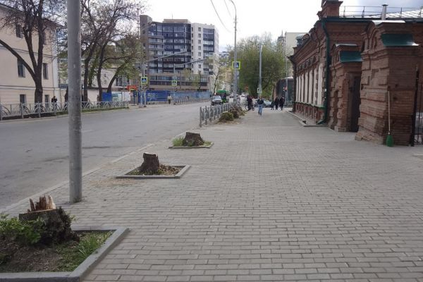 В центре Екатеринбурга вырубили более 10 деревьев