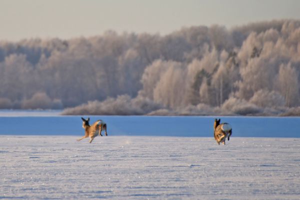 В Свердловской области стали подкармливать косуль, лосей и кабанов