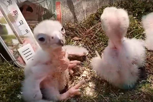 Уральские орнитологи спасают краснокнижных соколов от вымирания