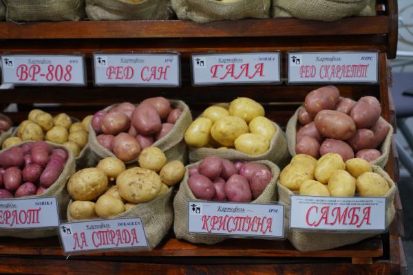Уральские аграрии собрали более 185 тысяч тонн картофеля