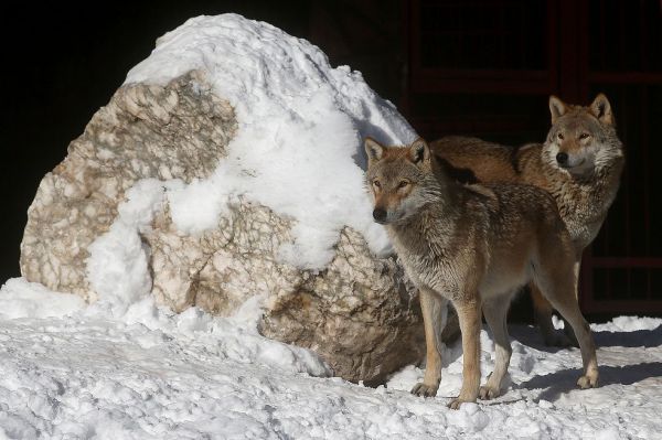 Свердловская область вошла в число неблагополучных регионов по бешенству животных