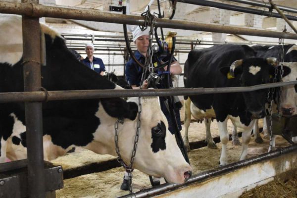 Свердловская область вошла в топ-10 регионов по объему средств, привлеченных в молочную отрасль