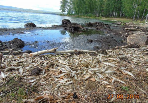 Берег Черноисточинского пруда усеян мертвой рыбой